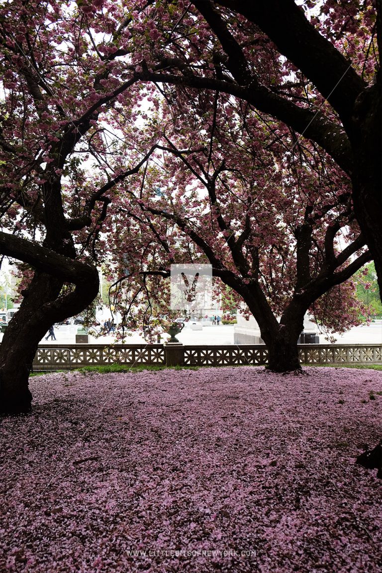 Cherry Blossoms at Prospect Park