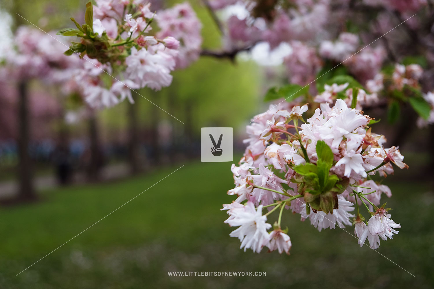 Cherry Blossoms at the Brooklyn Botanic Garden